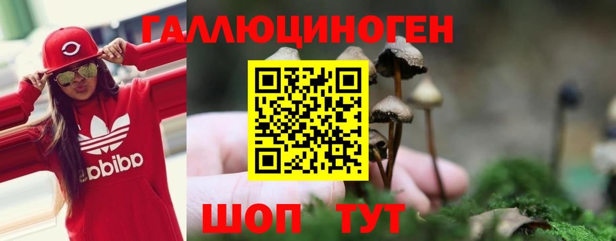 Вязники  Псилоцибиновые грибы Psilocybine cubensis  Вход с VPN 